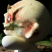 tattoo galleries/ - Skullboy 